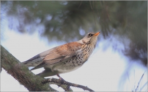 <p>DROZD KVÍČALA (Turdus pilaris) /Fieldfare - Wacholderdrossel/</p>